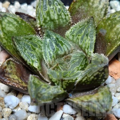 VVG12883 Haworthia 'Gorbi' x 'Yulia'