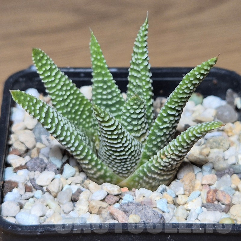 VVG13533 Haworthia minima -Bredasdorp- - Image 2