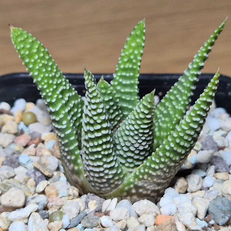 VVG13533 Haworthia minima -Bredasdorp-