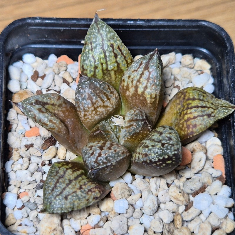 VVG13536 Haworthia picta hybrid - Image 2