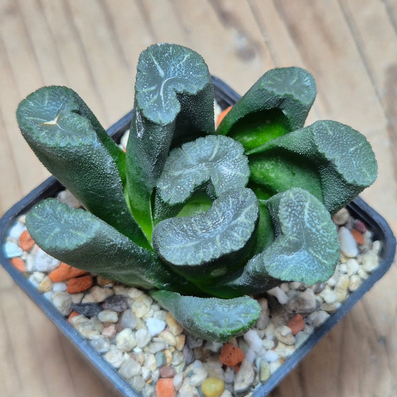 VVG13537 Haworthia maughanii -Japan- seedling