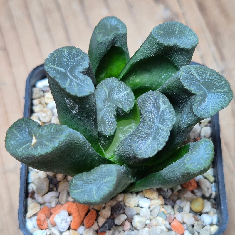VVG13537 Haworthia maughanii -Japan- seedling - Image 2
