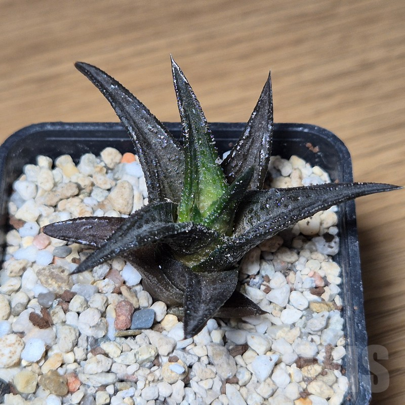VVG13538 Haworthia nigra - Image 2