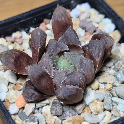 VVG13539 Haworthia 'Mirror Ball' x cooperi