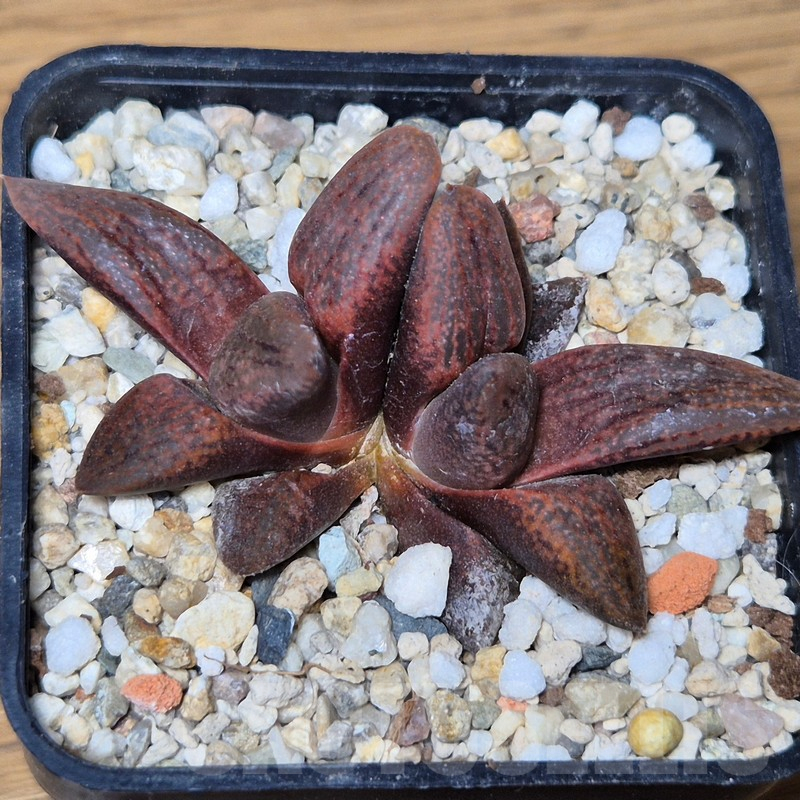 VVG13543 Haworthia picta hybrid - Image 2