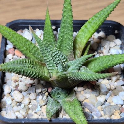 VVG13548 Haworthia limifolia -Ubombo-