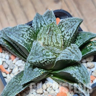 VVG13549 Haworthia ‘Black Major’ x ‘Yulia’ F2 seedling