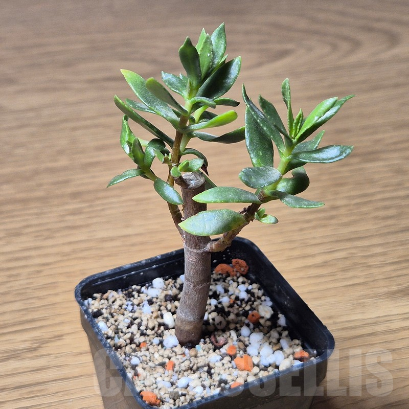 VVG13554 Crassula sarcocaulis - Image 2