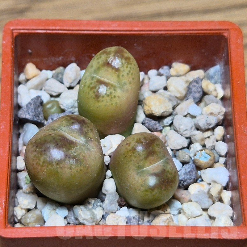 VVG13560 Conophytum maughanii x Conophytum uviforme SH - Image 2