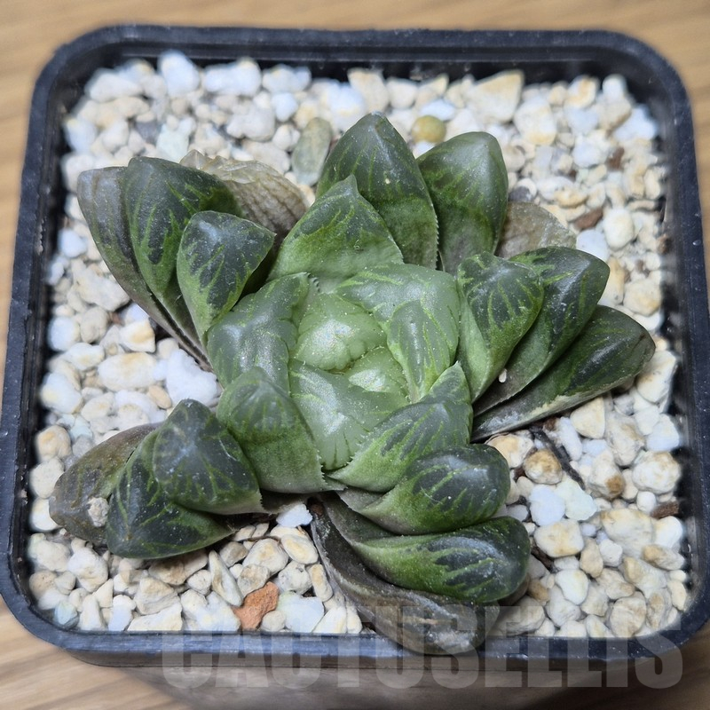 VVG15333 Haworthia cooperi v.dielsiana - Image 2