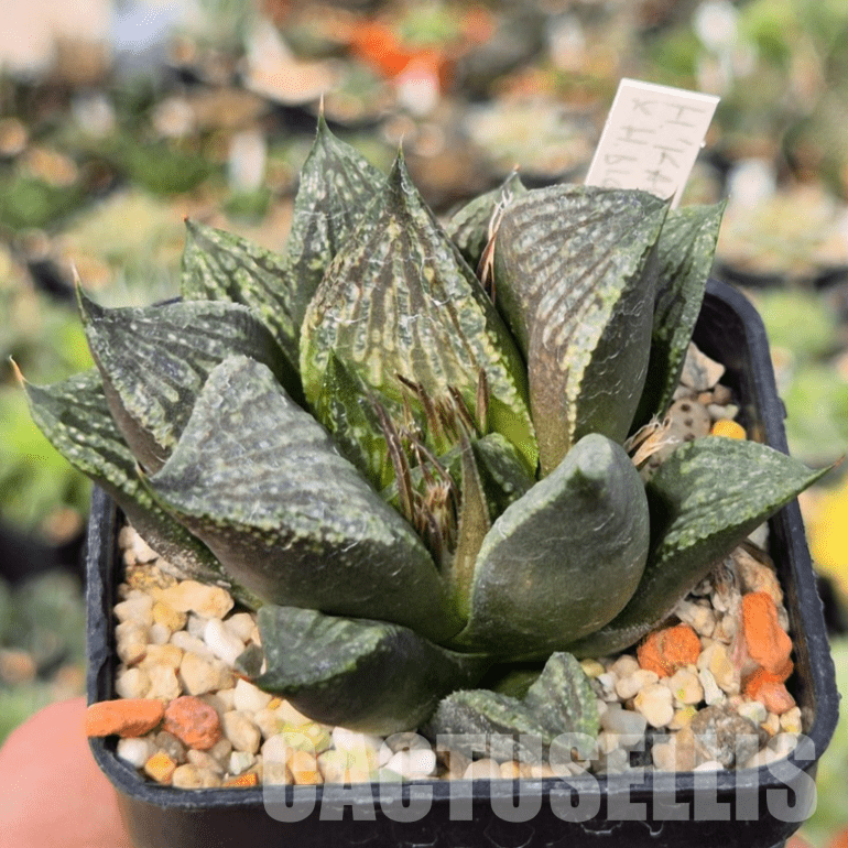 VVG15347 Haworthia 'Karasujoh' x ‘Black Major’ - Image 2