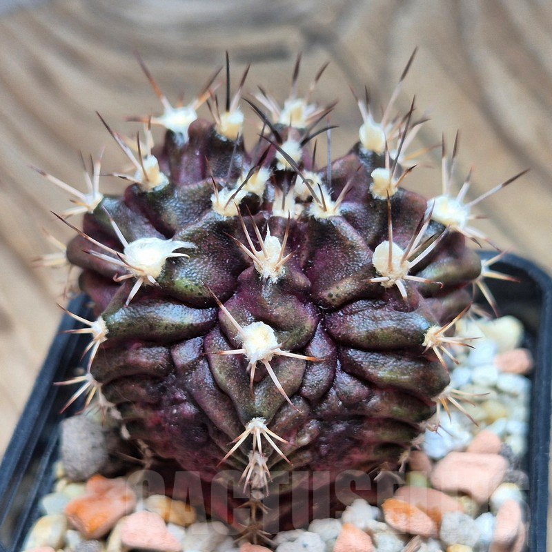 VVG17002 Gymnocalycium mihanovichii ‘T-Rex’, seedling