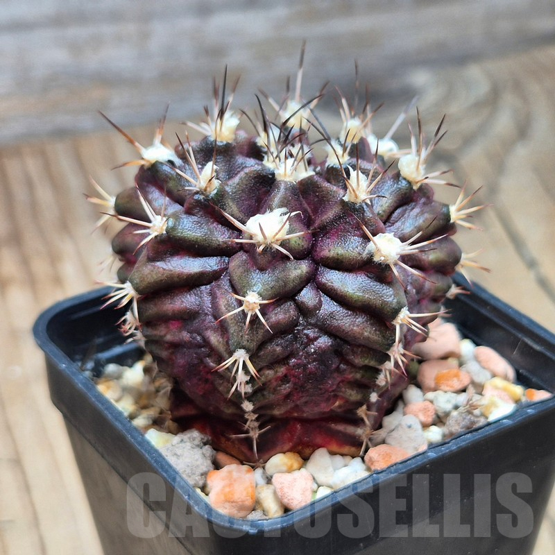 VVG17002 Gymnocalycium mihanovichii ‘T-Rex’, seedling - Image 2