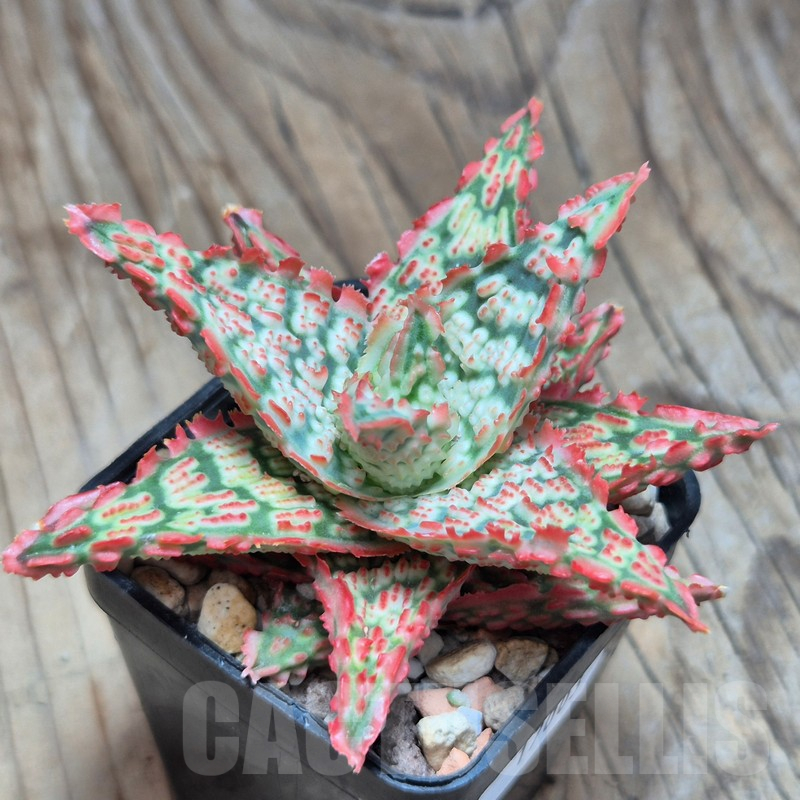 VVG17003 Aloe TCT hybrid - Image 2
