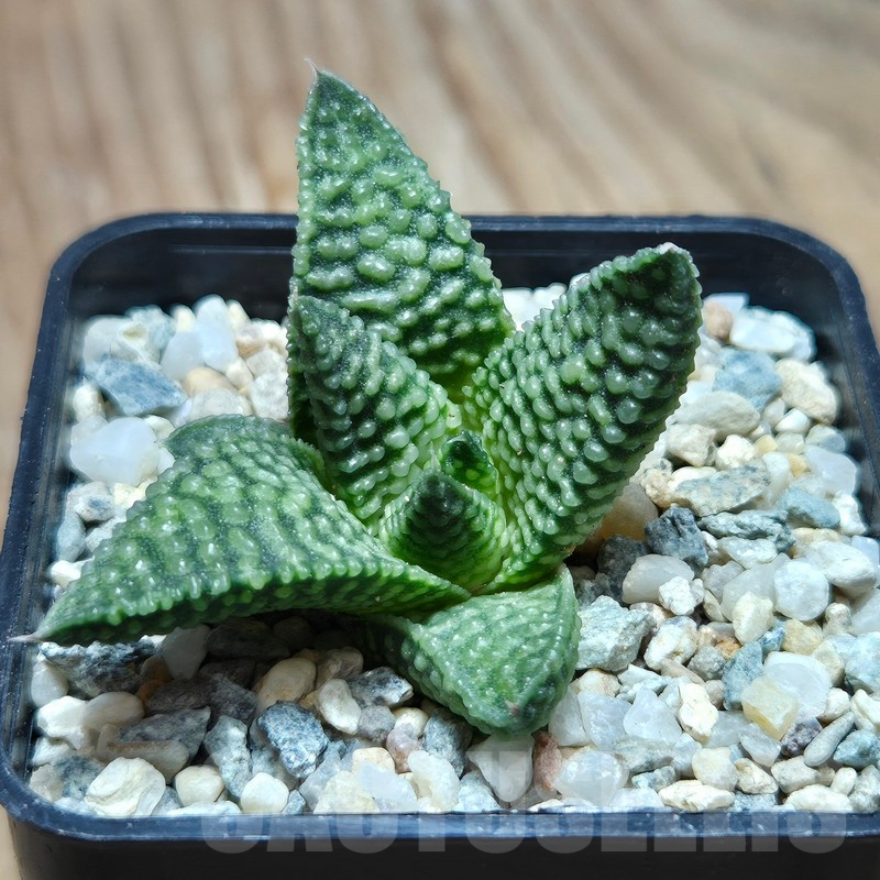 VVG17493 Haworthia minima x koelmaniorum - Image 2