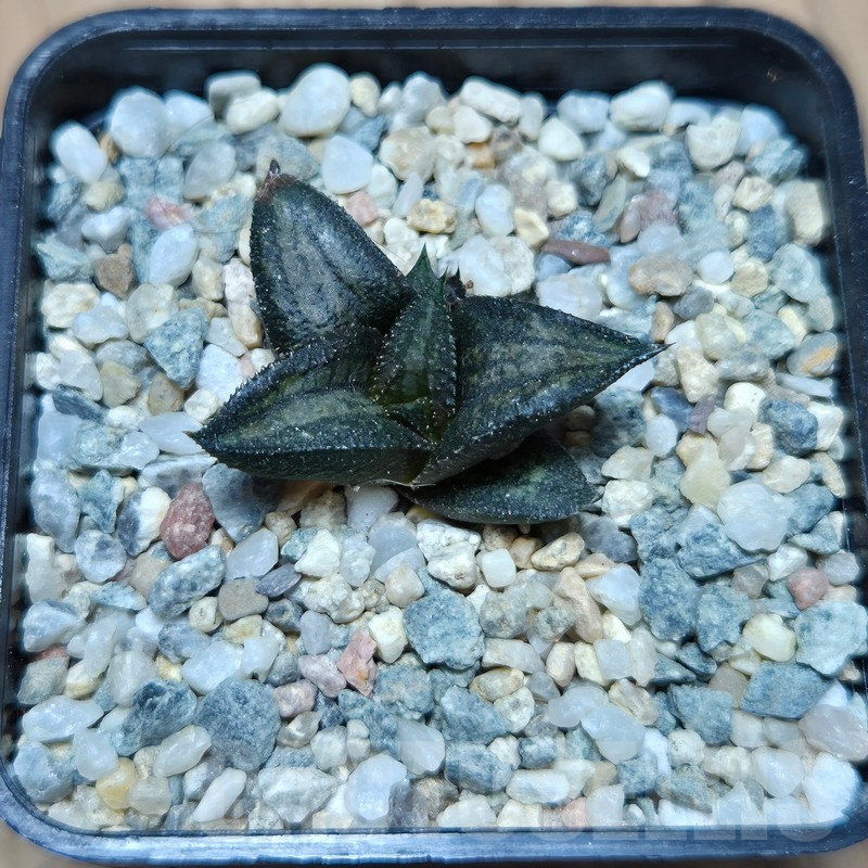 VVG17496 Haworthia ‘Sugriva’ - Image 2