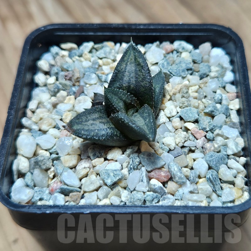 VVG17496 Haworthia ‘Sugriva’ - Image 3