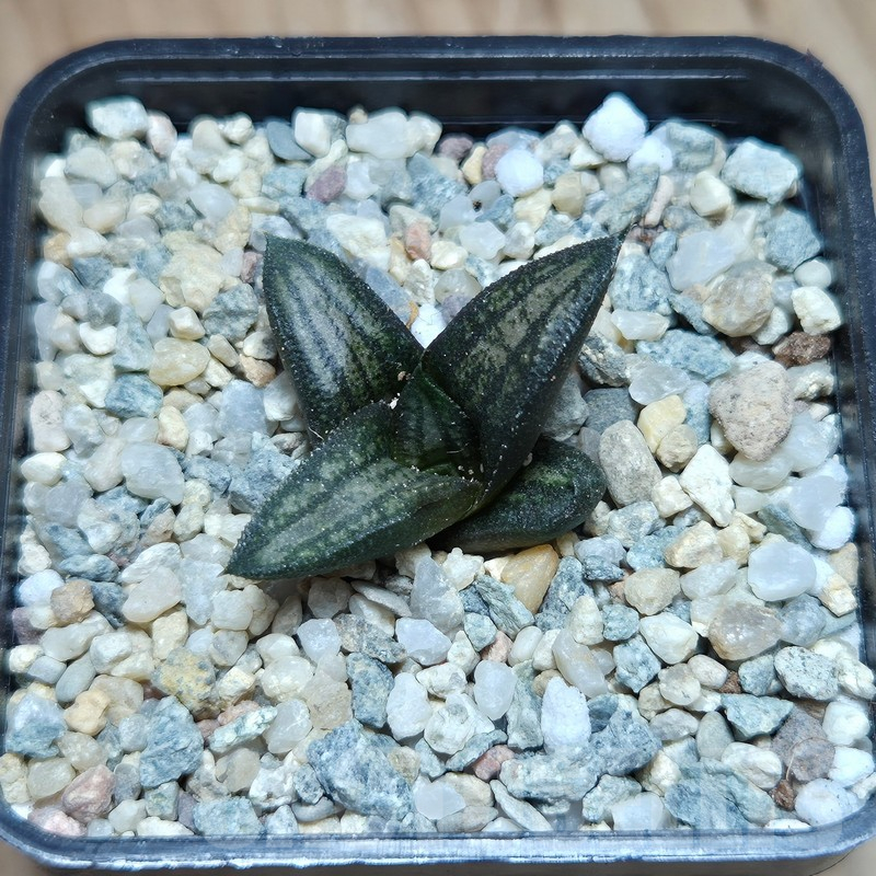 VVG17497 Haworthia ‘Sugriva’ - Image 2