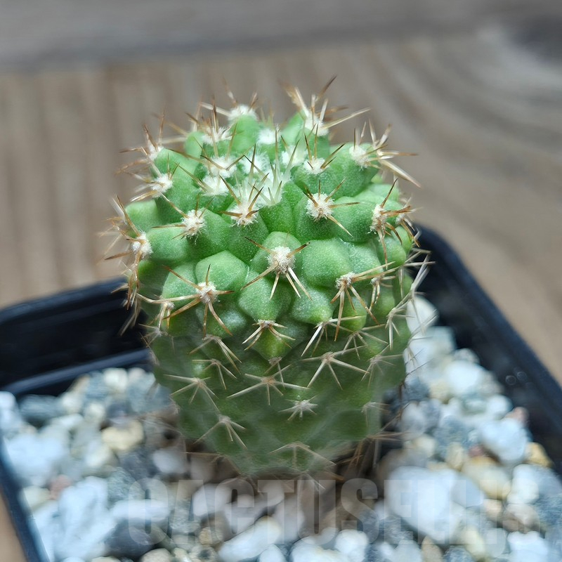 VVG17499 Copiapoa decorticans -Coleto Botcija- - Image 2