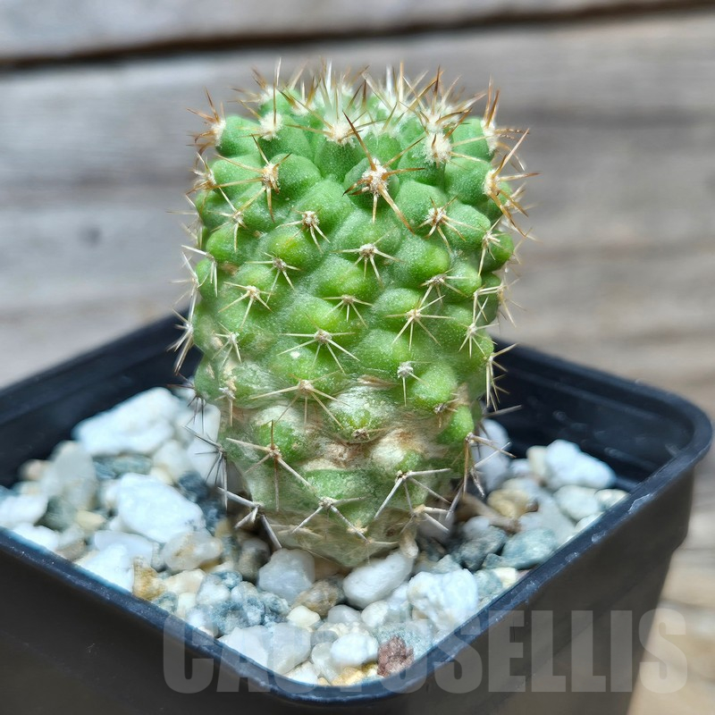 VVG17499 Copiapoa decorticans -Coleto Botcija- - Image 3