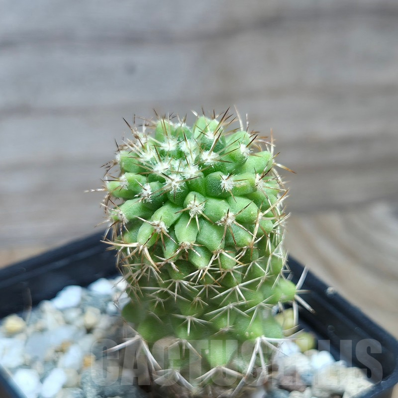 VVG17500 Copiapoa decorticans -Coleto Botcija- - Image 2