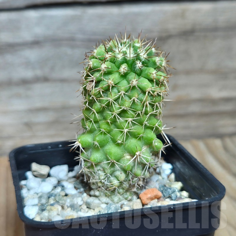VVG17500 Copiapoa decorticans -Coleto Botcija- - Image 3