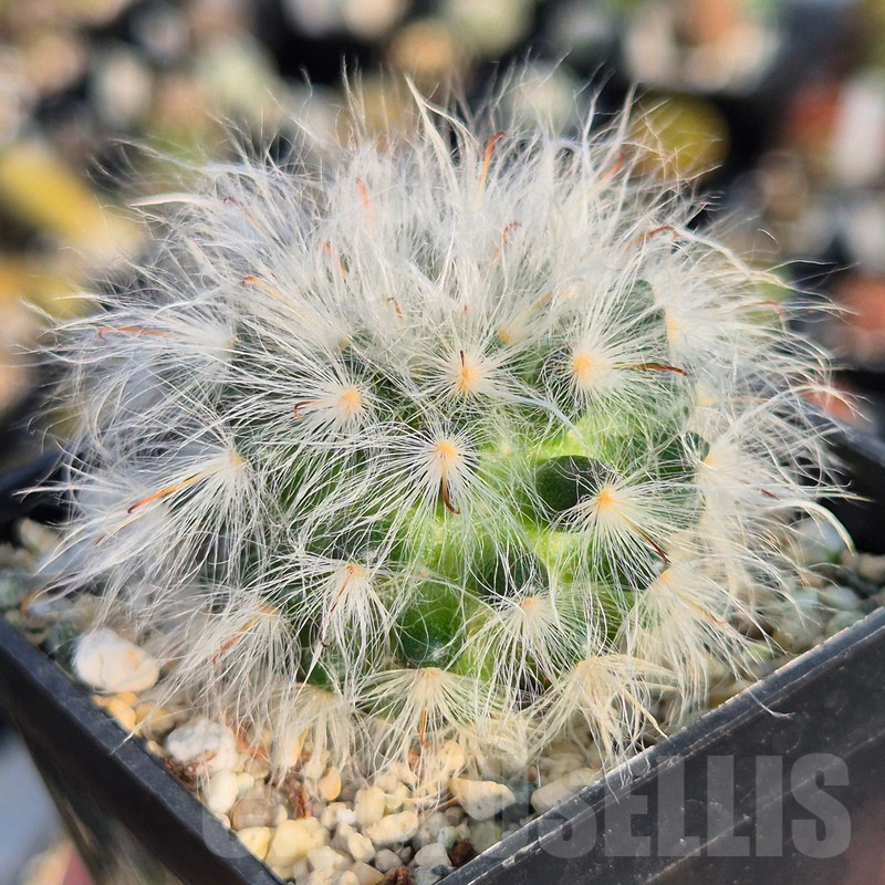 VVG17512 Mammillaria bocasana v. multilanata