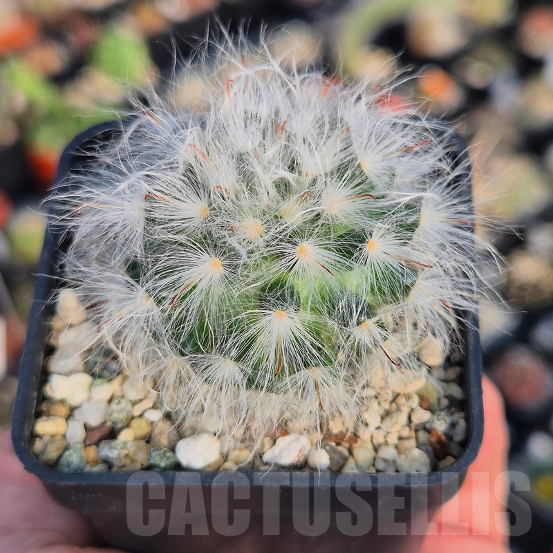 VVG17512 Mammillaria bocasana v. multilanata - Image 2