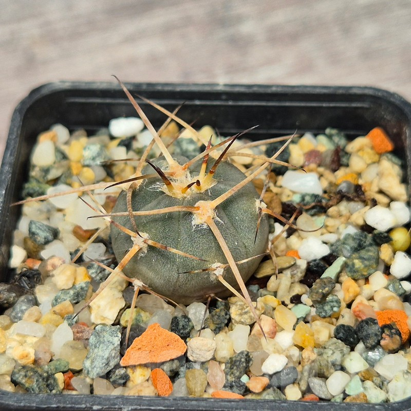 VVG17513 Gymnocalycium cardenasianum -Khores- - Image 3