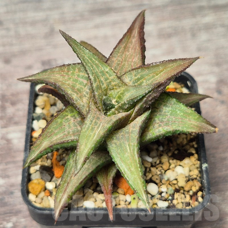 VVG17519 Haworthia coriacea x venosa - Image 2