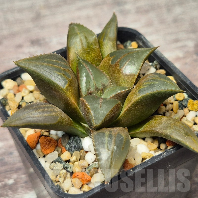 VVG17520 Haworthia mirabilis v.mundula SH - Image 2