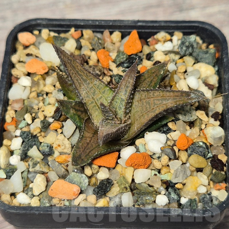 VVG17523 Haworthia woolleyi x koelmaniorum seedling - Image 2