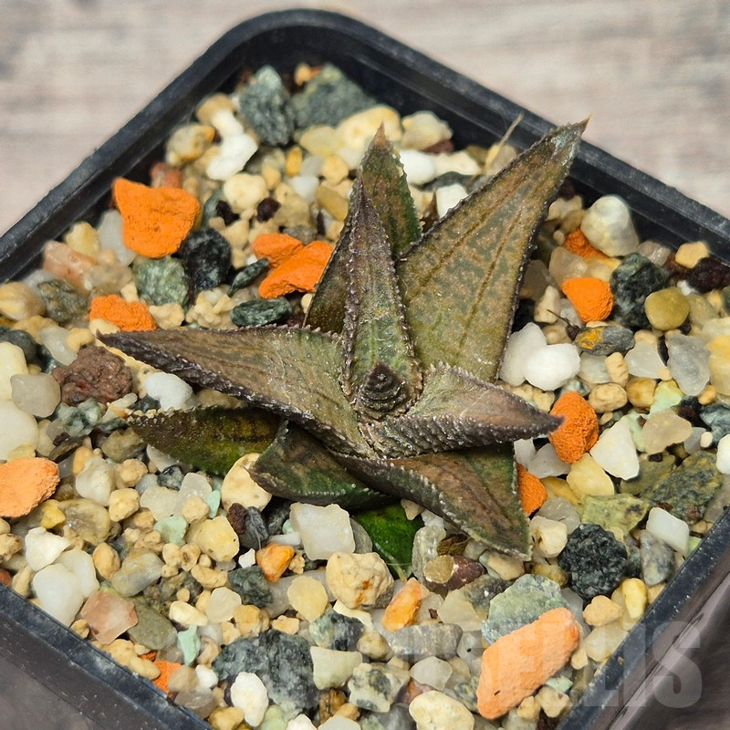 VVG17523 Haworthia woolleyi x koelmaniorum seedling
