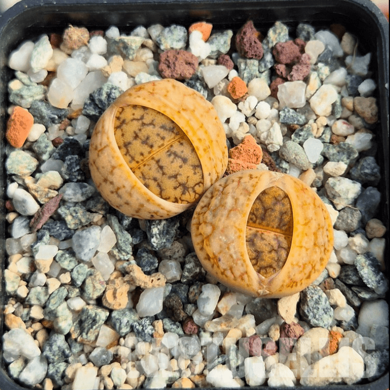 VVG20419 Lithops gracilidelineata v. brandbergensis C383 seedling 2 plants