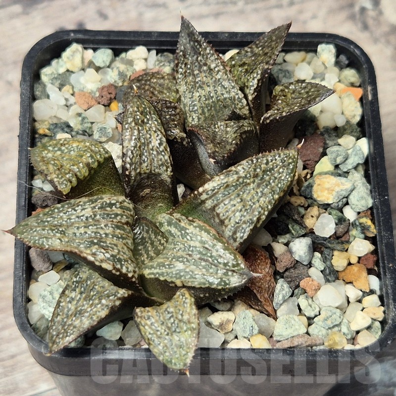 VVG20429 Haworthia magnifica v.splendens -Dekriet Road- seedling - Image 2