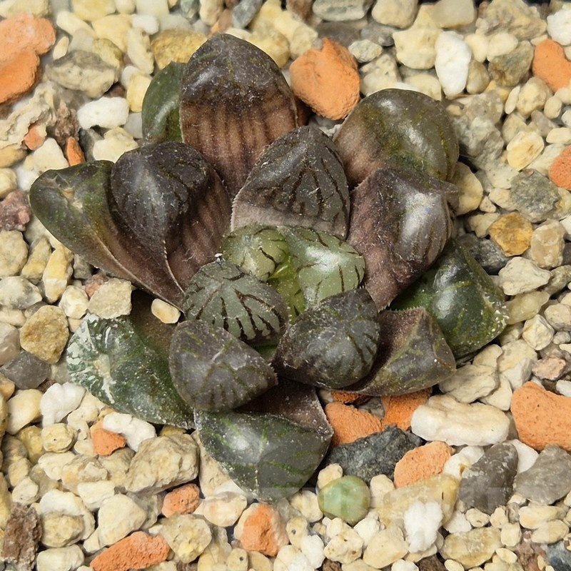 VVG20435 Haworthia obtusa ‘Purple Dodson’ hybrid