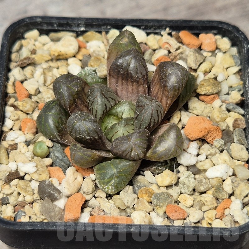 VVG20435 Haworthia obtusa ‘Purple Dodson’ hybrid - Image 2