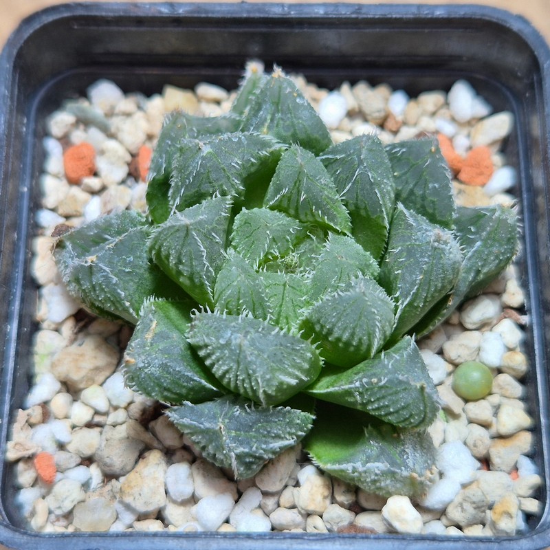 VVG20437 Haworthia cooperi v.venusta hybrid - Image 2