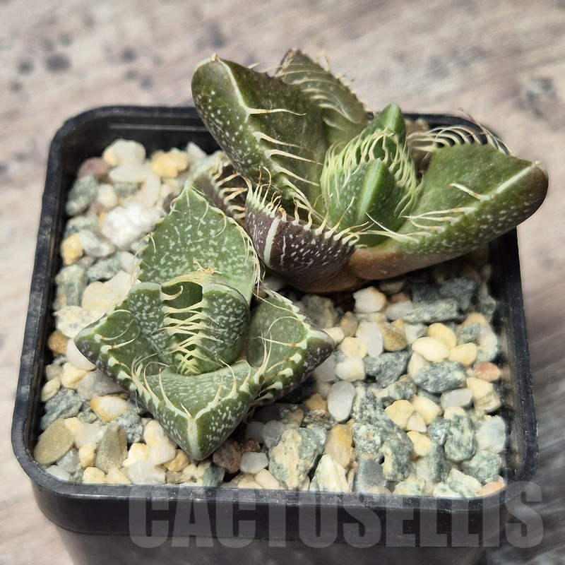 VVG20439 Faucaria tigrina -Grahamston- seedling - Image 2