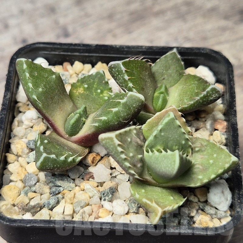 VVG20441 Faucaria tuberculosa seedling - Image 2