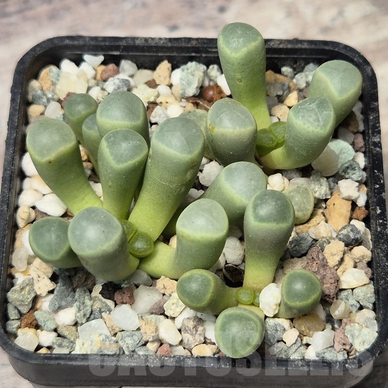 VVG20447 Fenestraria aurantiaca seedling