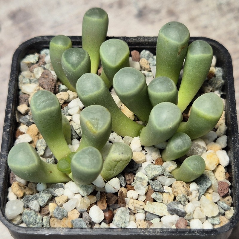 VVG20447 Fenestraria aurantiaca seedling - Image 2
