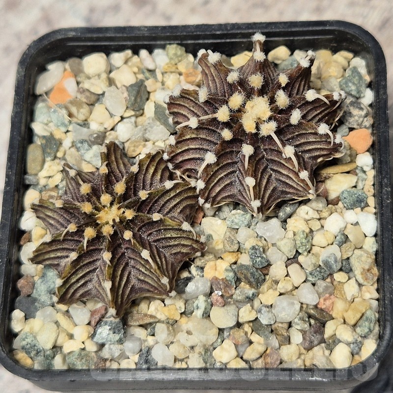 VVG20449 Gymnocalycium friedrichii -Agua Dulce- seedling