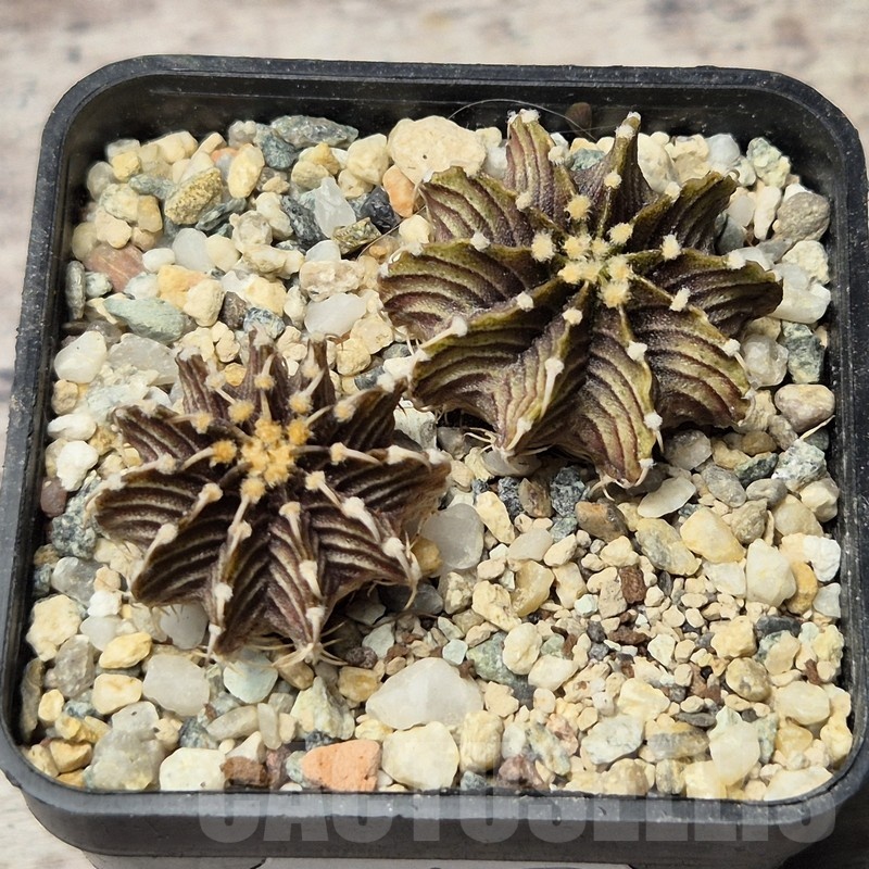VVG20450 Gymnocalycium friedrichii -Agua Dulce- seedling - Image 2