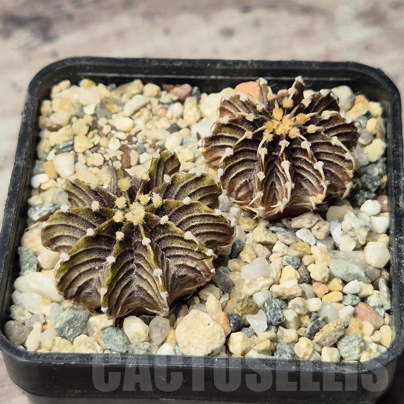 VVG20450 Gymnocalycium friedrichii -Agua Dulce- seedling