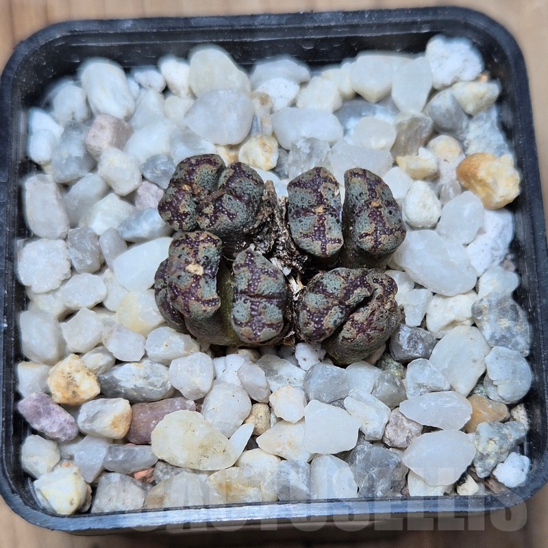 VVG21817 Conophytum pellucidum