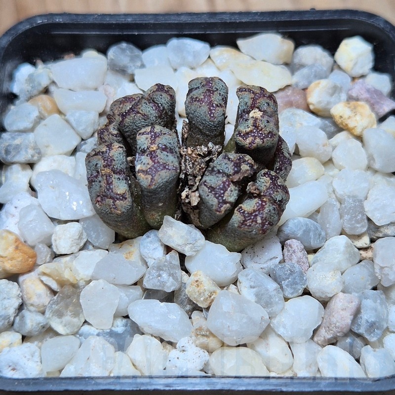 VVG21817 Conophytum pellucidum - Image 2