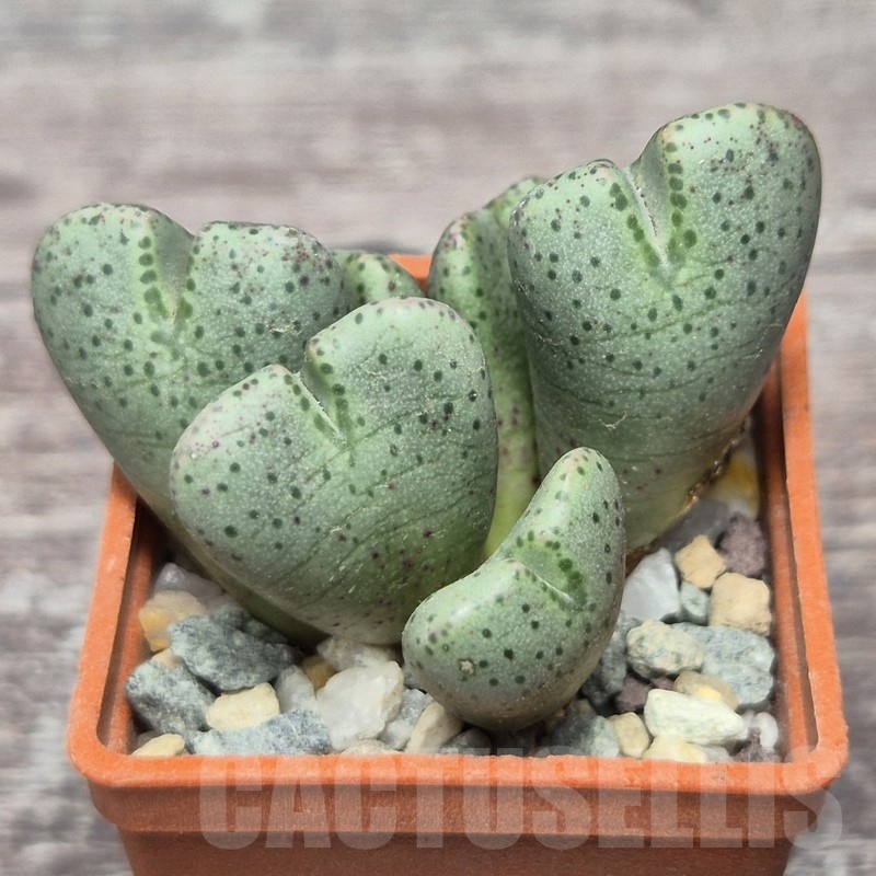 VVG21827 Conophytum taylorianum subs. ernianum - Image 2