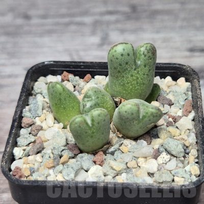 VVG21828 Conophytum marginatum SB632 -Smorenskadu-