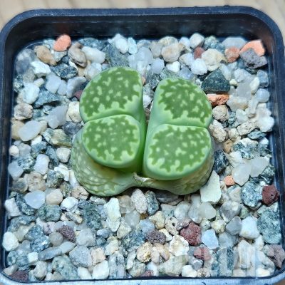 VVG21829 Lithops julii v. fulleri 'Fullergreen'